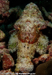 Underwater Bearded Man? by Munawir Muslim 